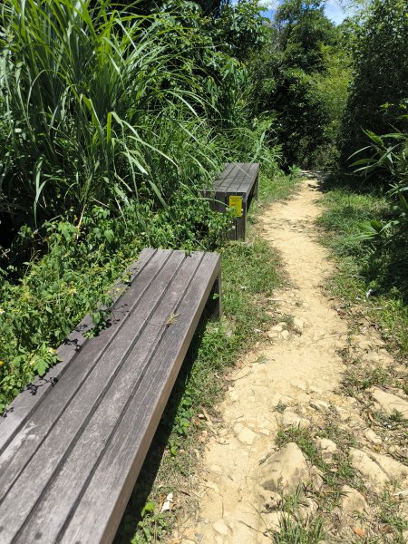 20250815微笑山線大棟山系百年大榕樹段2859920