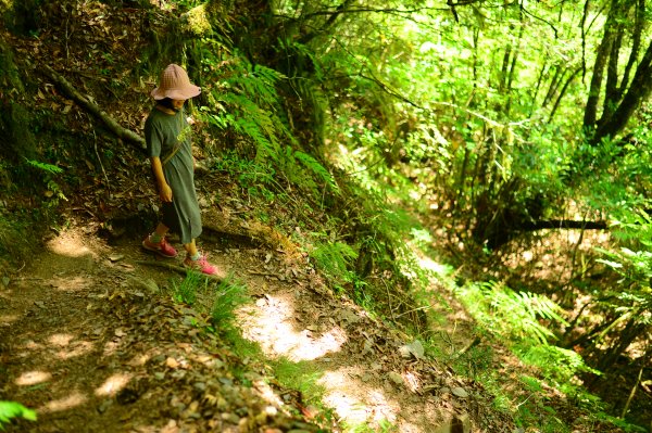 武陵農場~~桃山步道1050913