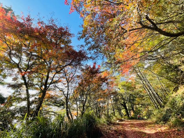 1101211大雪山230林道9.2k/雪山西稜登山口1546371