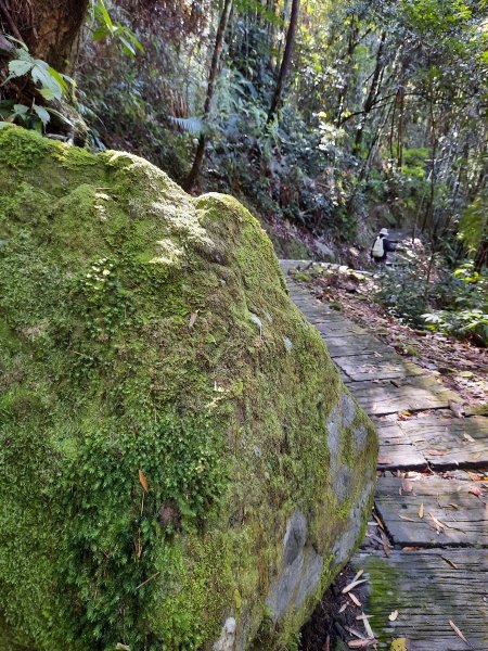 《嘉義》靜謐森林｜迷糊步道+福山古道202101231245310