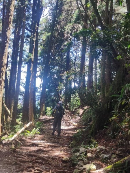 馬崙山(蜜蜂入侵三角點)拍照快閃2550653