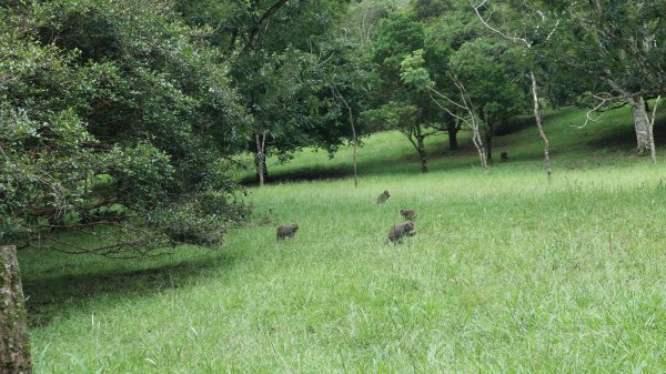 福山植物園登山健行趣(步道)2269407