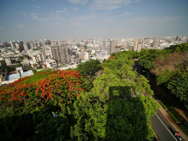 八卦山—鳳凰花開時967239