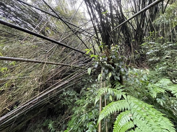 汐止-石碇2761559