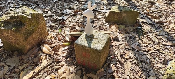 2025/01/30_白冷山步道2702103