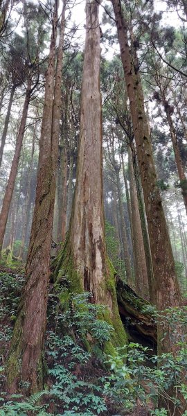 特富野古道1026947