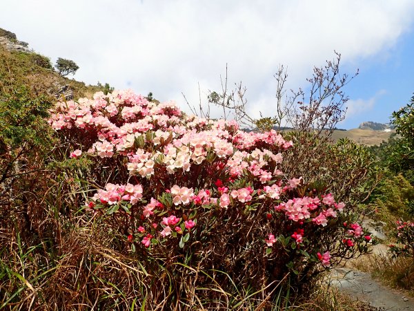 小奇萊賞杜鵑   2019/04/10563975