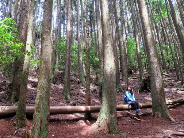 大雪山 長壽山 （肥崠山） 全台最大香杉林1369659