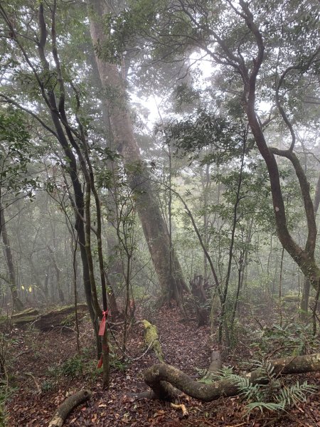 20251220嘉義凸龜山-芙蓉山-天福山2973816