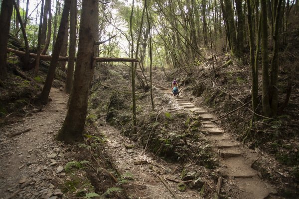 2023.03.11 馬崙山小O、新山遺址(馬崙山步道支線去、斯可巴步道返)2072693