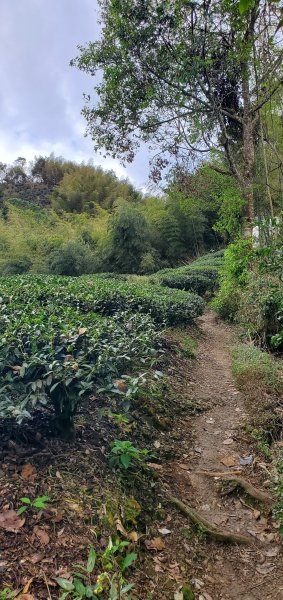 2025-01-19孝子路步道、大巃頂2694252