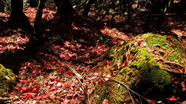 稍來山(小百岳)，大雪山楓紅地毯賞楓季節限定