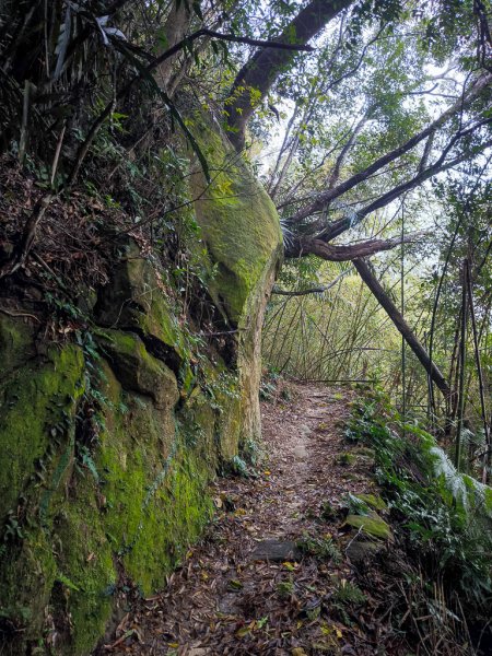 2025-03-08 汶水三山：金童山、汶水山、玉女山 連走2736496