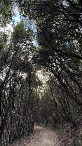 燈塔與懸崖 + 桑托尼亞的布西耶羅峰 🇪🇸 西班牙2771450