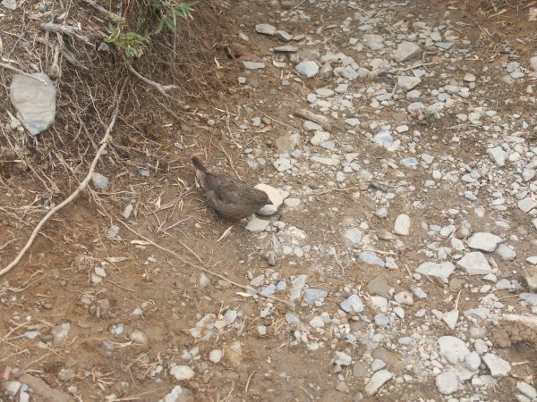 2018.10.20合歡東峰之旅1412413