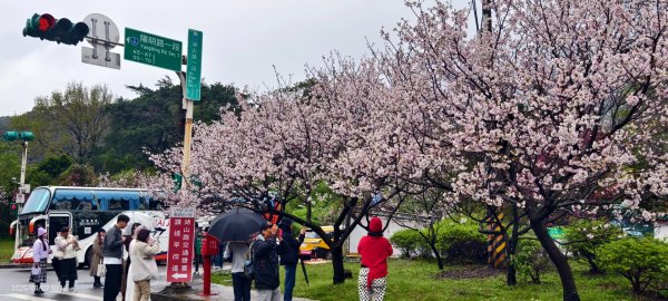 陽明山趴趴走 - 賞櫻花 3/72729261