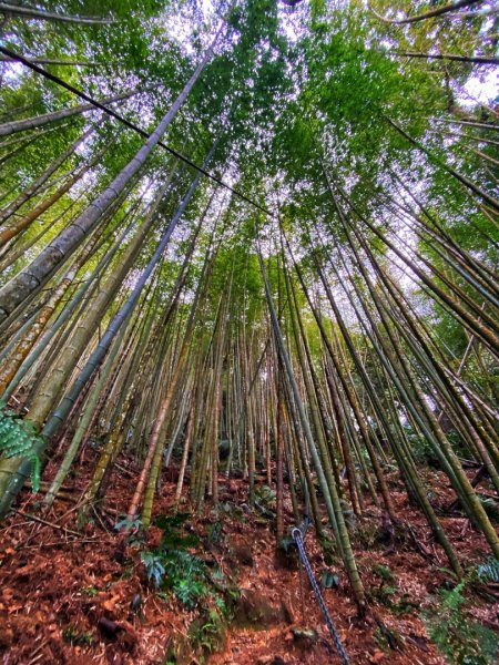 水社大山水晶蘭大爆發881624
