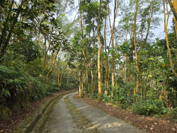 石硦林場（桶頭山）2991269