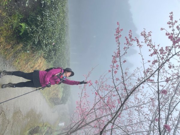 鵝公髻山🌸山上人家2719265