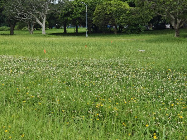 [跟著2025雙北世壯運探索雙北市-1/21] 2025_0607 飛盤競技道（華江雁鴨河濱步道）2807791