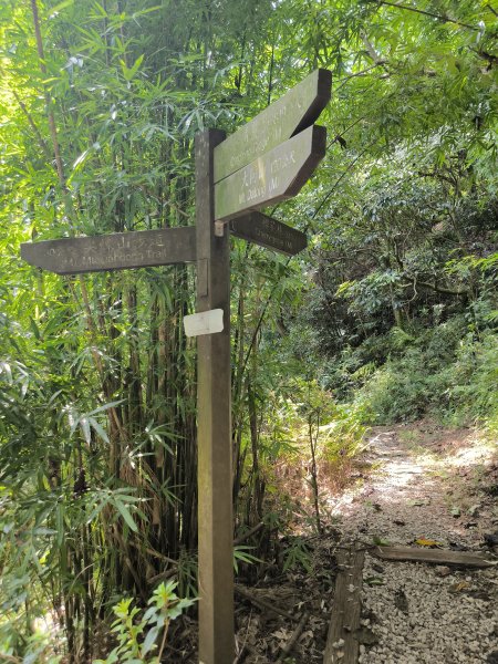 20250809樹迴縱走2855042