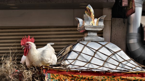 【台灣健行】洛津有夢，歲月留痕：穿梭三百年紅磚與香煙的鹿港絮語3129608