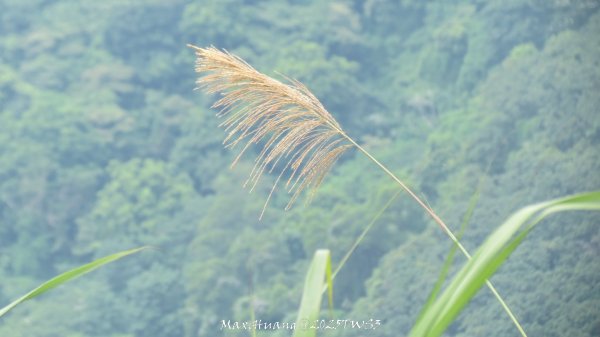 《南投》峰峰相連｜草屯九九峰森林步道O型202509062879306