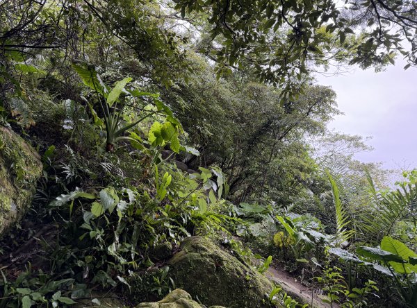 [微笑山線_第三段] 2026_0328 鳶山山系_鳶山彩壁3025672