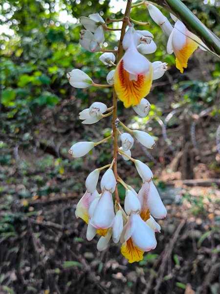 2025-05-25 高雄龜山、半屏山2799127