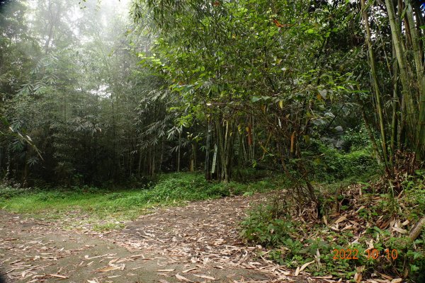 臺南 南化 西阿里關山1876235