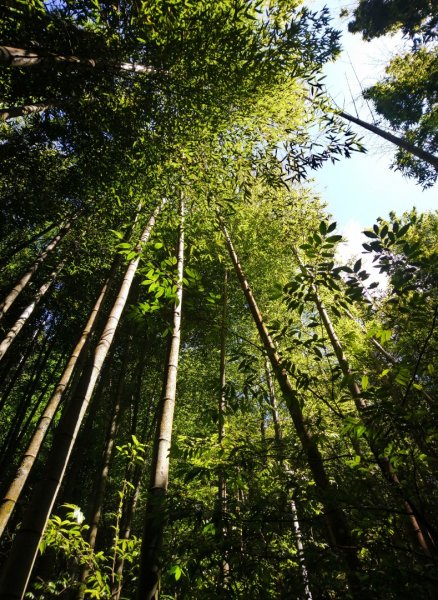 鳶嘴西稜O走（大崠山、長壽山、鳶嘴山）1073393