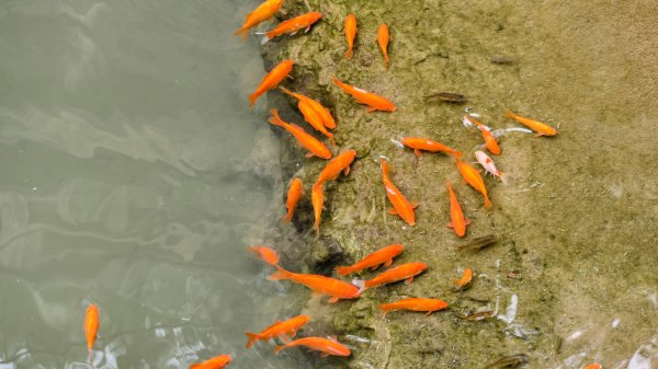 楊梅保甲古道,福人登山步道2695951