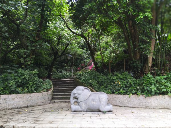 城市裡就能感受山林綠意~象山親山步道778673