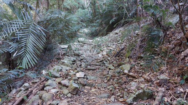 東卯東南稜上東卯松鶴下德芙蘭O走1151097