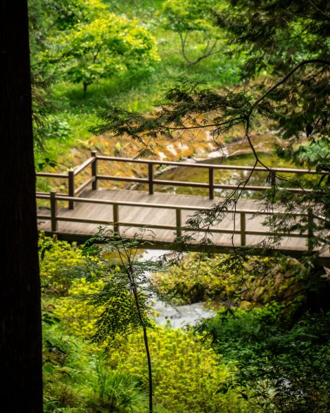 宮崎駿的森林-阿里山3078930