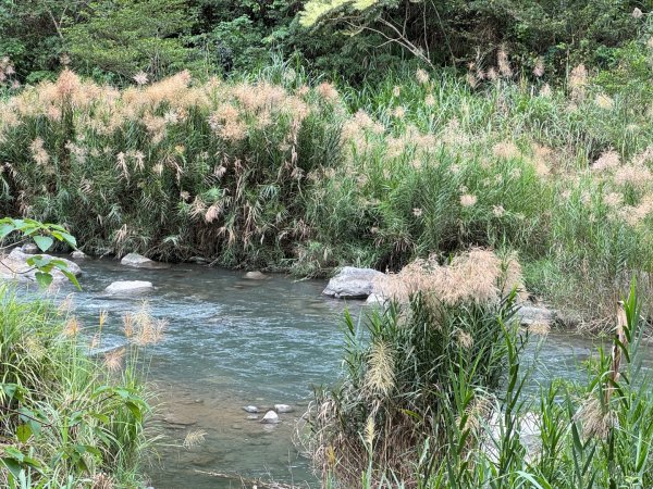 清泉 雪霸農場 野馬瞰山2925903