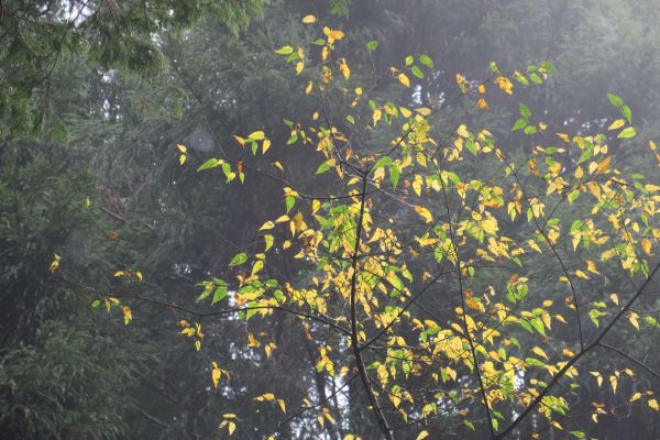 特富野古道234888