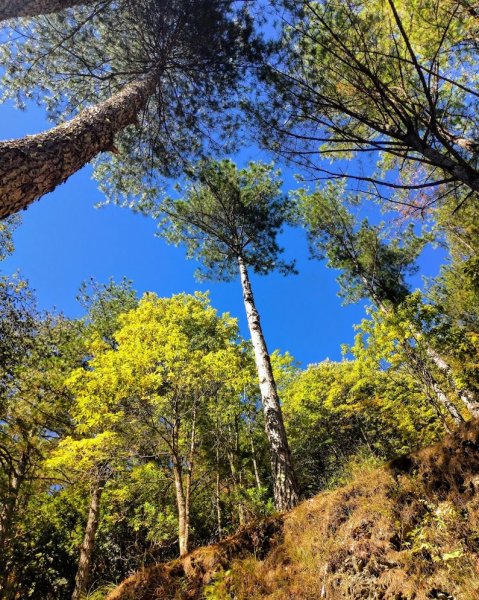 如童話般的森林步道-武陵桃山瀑布步道1190825