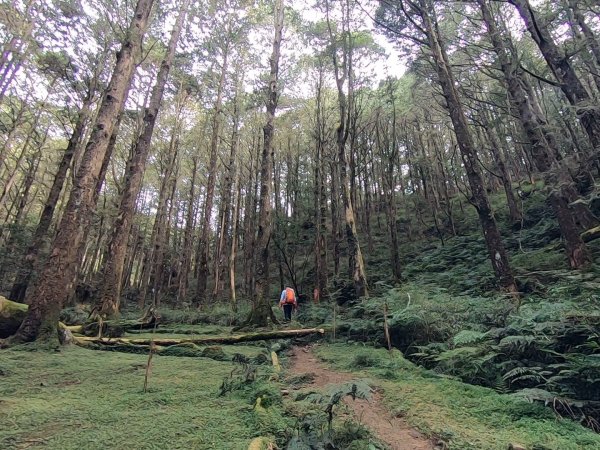 大塔山、對高岳、小笠原 O型環線1195243