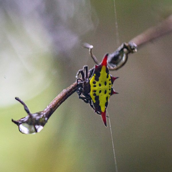 傳說中的「魔神仔洞」| 菁桐古道（汐止段＆平溪段）2721246
