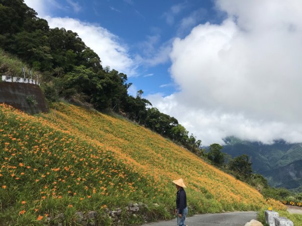 太麻里山的金針花開了1053528