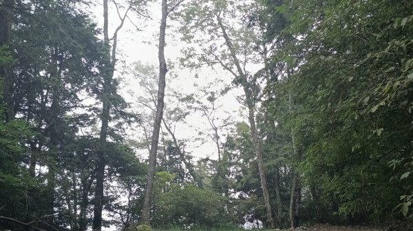 20251010 大雪山國家森林遊樂區 - 船型山林道 登 烏石坑山2911047