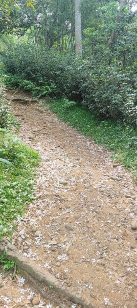 羊稠森林步道2776980