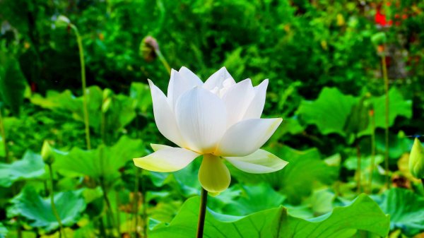 點亮初夏的綠光3085877