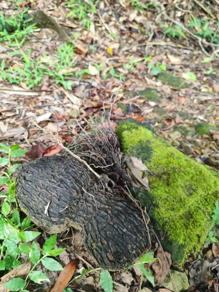 貢大縱走（新北貢寮-宜蘭大溪）2890349