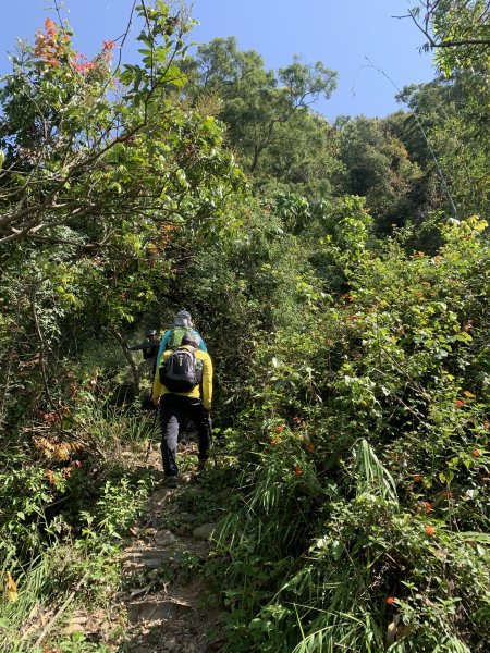 20250322南投松柏坑山-大棚山2745859