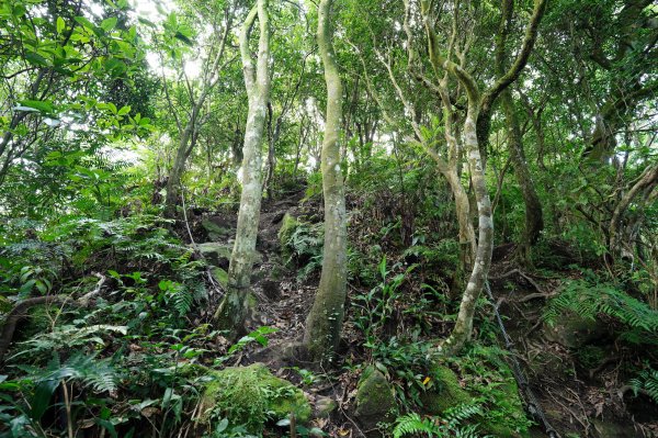 新北 三峽 白雞山、雞罩山2551222