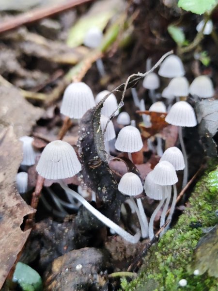 九讚頭車站-大崎棟.茶亭.逃學.騎龍古道20幾K繞大O2972501