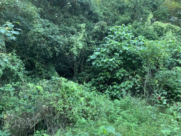 20251122高雄笠山-坦水衍山2945362