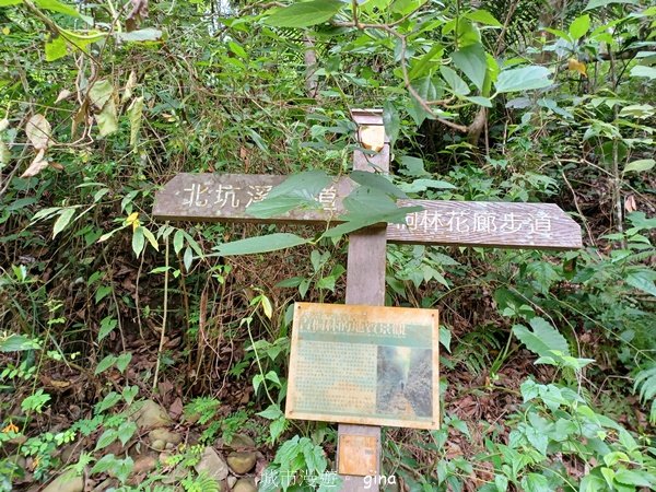 【台中霧峰】低海拔生態林相悠美。 奧山步道、桐林花廊步道、樟樹林步道、北坑溪步道O繞2570477